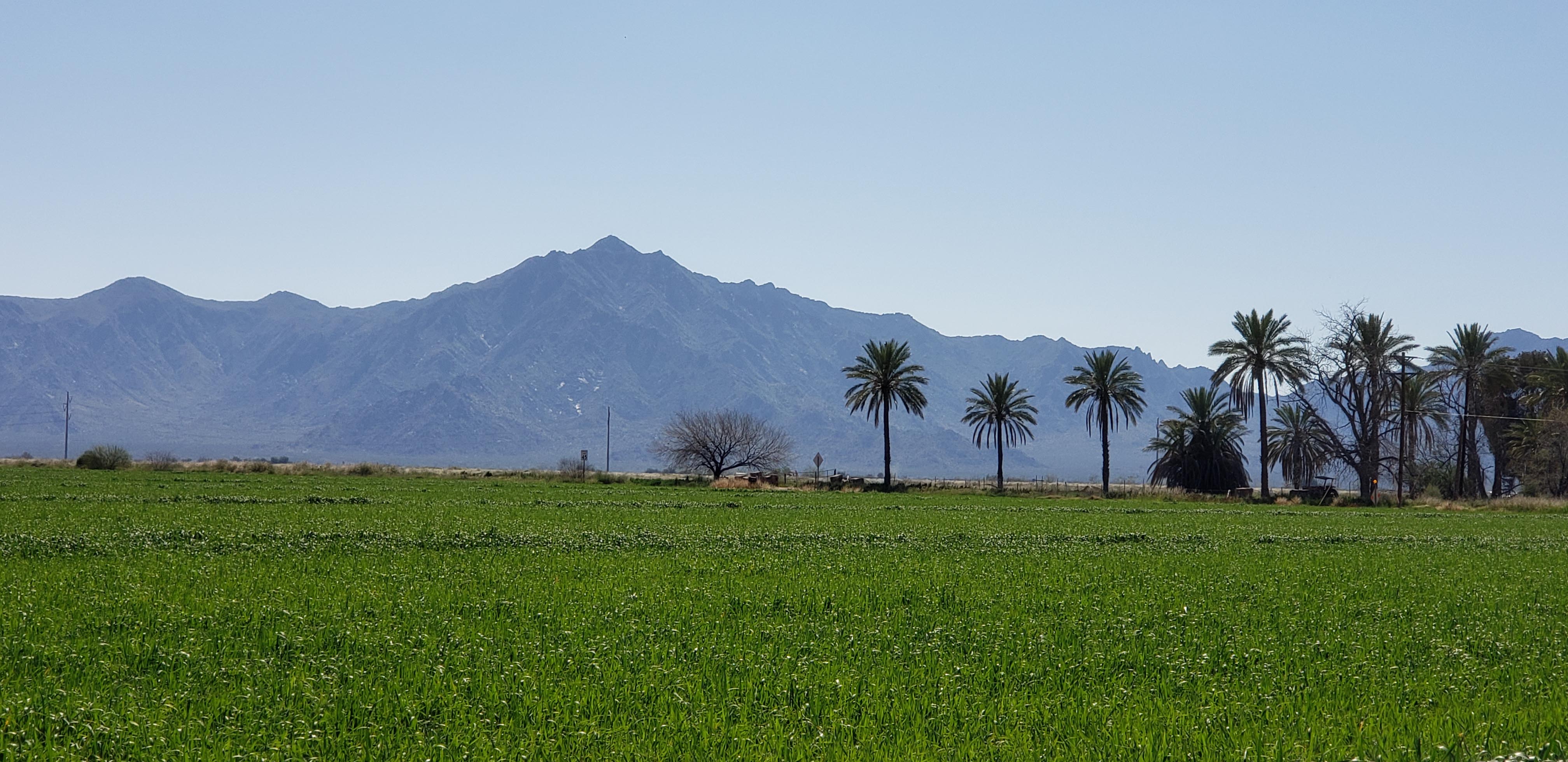 Laveen Farming in Phoenix Arizona